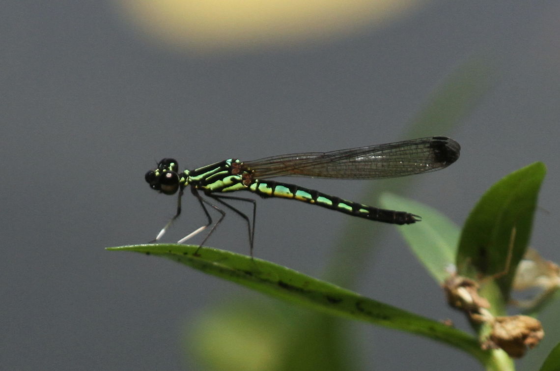 Adam's Gem, Ambalantota, Sri Lanka Male individual found on the banks of a river, with the more dull female beside it. The species is endemic to Sri Lanka. L. adami can be differentiated from the more rare L. finalis by distribution and markings. Adams gem,Dragonfly,Insects,Libellago adami,Sri Lanka,animal,animals,dragonflies,insect