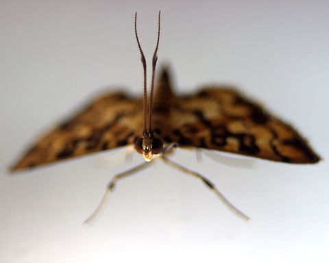 Unidentfied Moth, Ratmalana, Sri Lanka Found this moth in my bathroom. I'm not too sure what this moth is though.