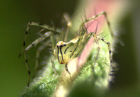 Yellow Striped Lynx Spider, Ratmalana, Sri Lanka Found in my garden in Sri Lanka. Oxyopes macilentus,Srilanka,animal,animals,arachnid,arachnids,spider,spiders