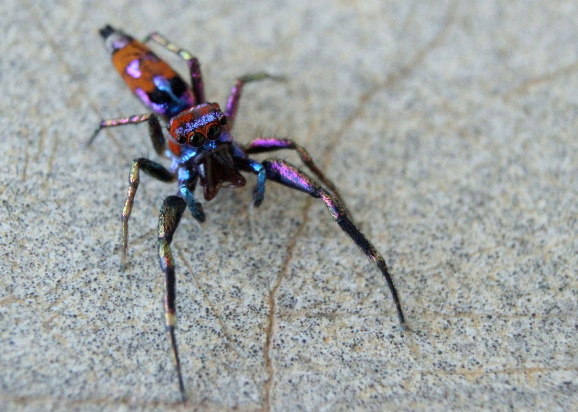Chrysilla volupe, Amabalantota, Sri Lanka This gorgeous spider was taken in Ambalantota, Sri Lanka. Fairly certain this is the right ID. I&#039;ve been browsing through the spider section of the 2012 Sri Lanka redlist to ID my spiders and I have found nothing else like this.  Chrysilla volupe,Sri Lanka,animal,animals,arachnid,arachnids,spider