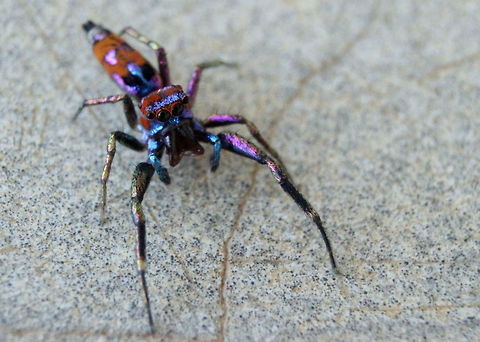 Chrysilla volupe, Amabalantota, Sri Lanka This gorgeous spider was taken in Ambalantota, Sri Lanka. Fairly certain this is the right ID. I've been browsing through the spider section of the 2012 Sri Lanka redlist to ID my spiders and I have found nothing else like this.  Chrysilla volupe,Sri Lanka,animal,animals,arachnid,arachnids,spider