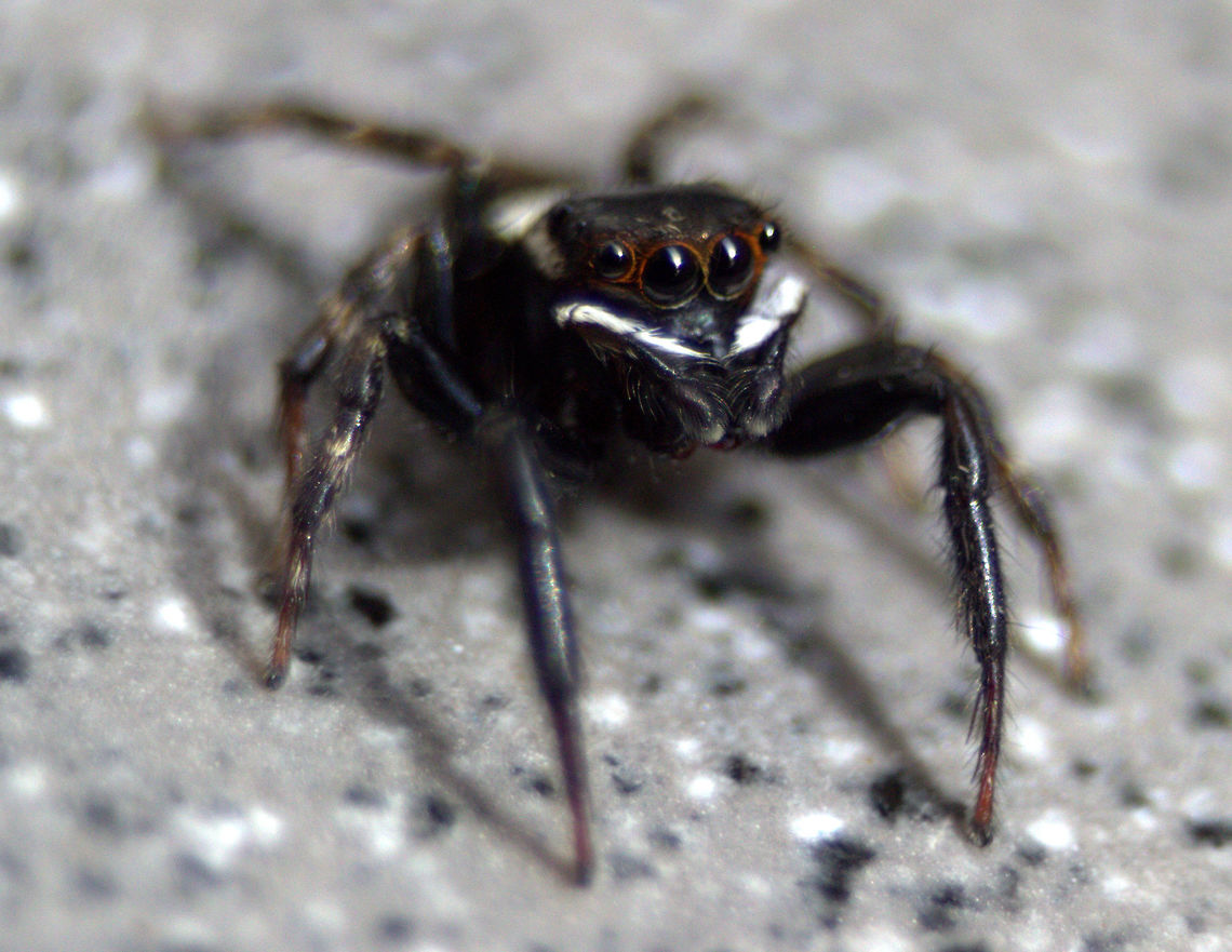 Adanson’s House Jumper, Ratmalana, Sri Lanka This was taken in my home in Sri Lanka. I tend to discover a lot in my home as I look in cracks and corners. Hasarius adansoni,Sri Lanka,animal,animals,arachnid,arachnids,spider,spiders