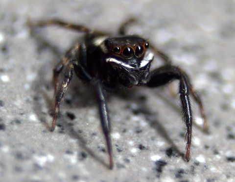 Adanson&rsquo;s House Jumper, Ratmalana, Sri Lanka This was taken in my home in Sri Lanka. I tend to discover a lot in my home as I look in cracks and corners. Hasarius adansoni,Sri Lanka,animal,animals,arachnid,arachnids,spider,spiders