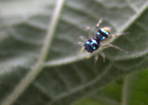 Banded Phintella, Ratmalana, Sri Lanka Found in my balcony at home. Banded Phintella,Phintella vittata,Sri Lanka,animal,animals,arachnid,arachnids,spider,spiders