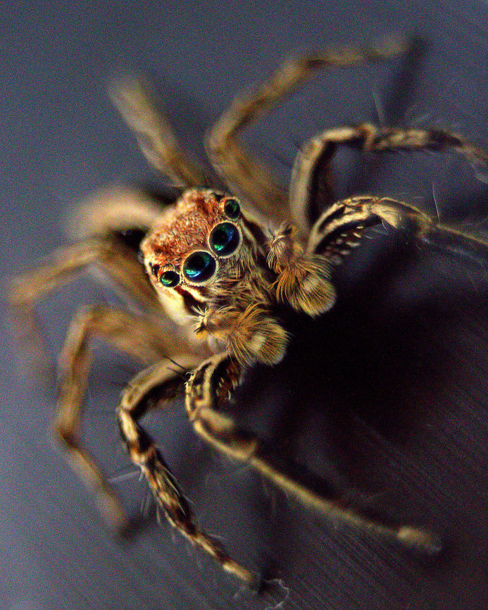 Plexippus petersi (Common housefly catcher), Ratmalana, Sri Lanka On a mission to ID all my spider pics. I'm think this may be Plexippus petersi but I definitely can't be sure. I've been using the 2012 Sri Lanka Red List to ID (there's a PDF online). I've photographed this spider many times. It's found often around my home. Do offer any alternate ID's because I am less than amateur at IDing spiders! Sri Lanka,animal,animals,arachnid,arachnids,spider,spiders