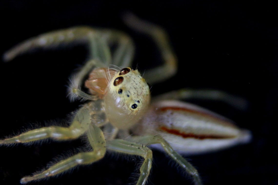 Two-striped Jumper, Wilpattu, Sri Lanka This fellow fell into our jeep while on safari! This is a female, while the male is darker, with darker legs and red around the eyes. Sri Lanka,Telamonia dimidiata,Two-striped jumper,animal,animals,arachnid,arachnids,spider,spiders