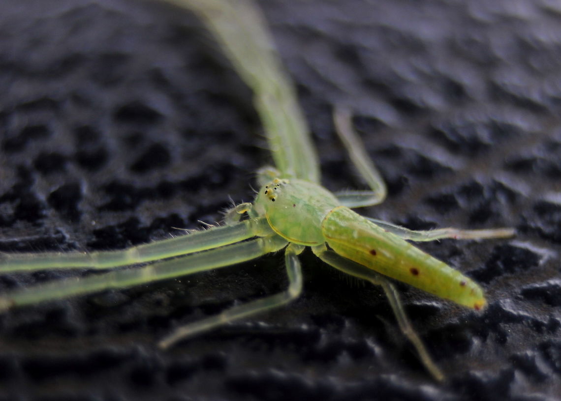 Oxytate Sp., Wilpattu, Sri Lanka I think this is an Oxytate sp. My only problem is, that according to the Sri Lanka 2012 red list, there's 2 Oxytate sp, Oxytate subvirens and Oxytate taprobane. Both of these species are endemic, and most endemic species are rare. This spider is fairly common and I have found them in my garden as well. Thus, I am wondering if there's another, more common Oxytate species that would be found in Sri Lanka.  animal,animals,arachnid,arachnids,spider,spiders,sri lanka