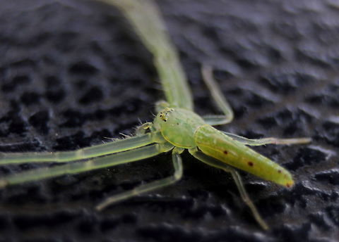 Oxytate Sp., Wilpattu, Sri Lanka I think this is an Oxytate sp. My only problem is, that according to the Sri Lanka 2012 red list, there's 2 Oxytate sp, Oxytate subvirens and Oxytate taprobane. Both of these species are endemic, and most endemic species are rare. This spider is fairly common and I have found them in my garden as well. Thus, I am wondering if there's another, more common Oxytate species that would be found in Sri Lanka.  animal,animals,arachnid,arachnids,spider,spiders,sri lanka