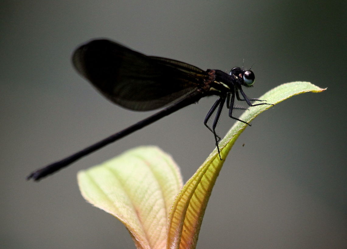 Shining Gossamerwing, Morningside, Sri Lanka Found this while walking around Morningside. There&#039;s quite a few of these all over this area. When they fly, the shining emerald parts of their wings are exposed and they look very beautiful. Damselflies,Dragonfly,Euphaea splendens,Insects,Shining gossamerwing,Sri Lanka,animal,animals,damselfly,dragonflies,insect