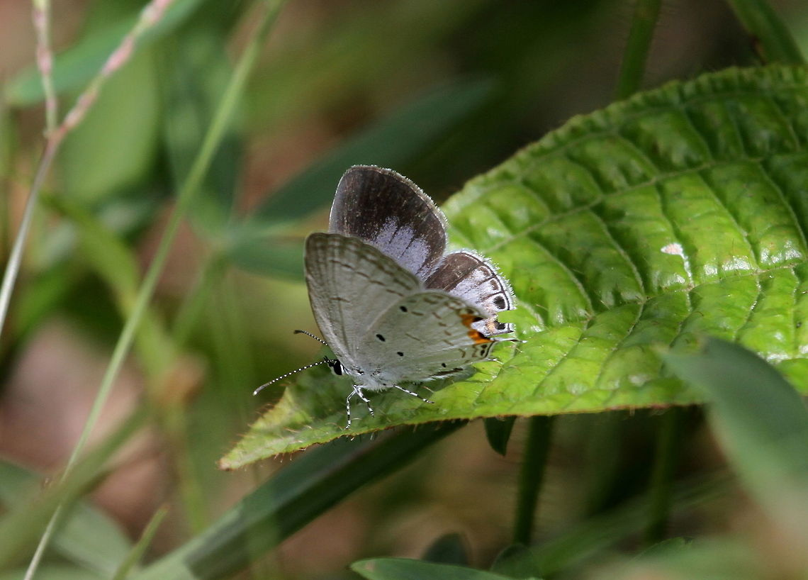 Indian Cupid, Sinharaja, Sri Lanka I found this butterfly why going on a walk around the forest at Morningside Singharaja. Everes lacturnus,Indian Cupid,animal,animals,insect,insects,sri lanka
