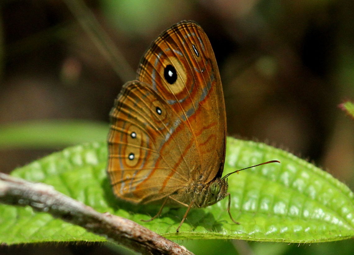 Gladeye Bushbrown, Sinharaja, Sri Lanka  Gladeye Bushbrown,Mycalesis patnia,animal,animals,butterflies,insect,insects,sri lanka