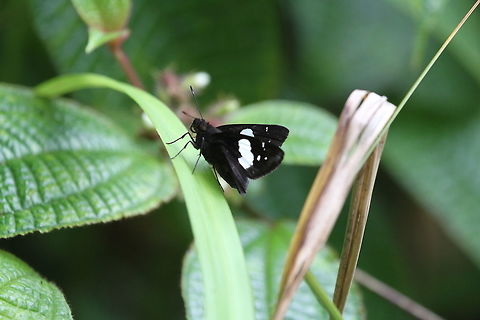 Restricted Demon, Sinharaja, Sri Lanka  Notocrypta curvifascia,Restricted demon,animal,animals,butterflies,butterfly,insect,insects,sri lanka