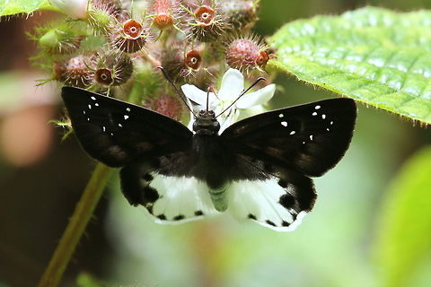 Water Snow Flat, Sinharaja, Sri Lanka  Tagiades litigiosa,Water snow flat,animal,animals,butterflies,butterfly,insect,insects,sri lanka
