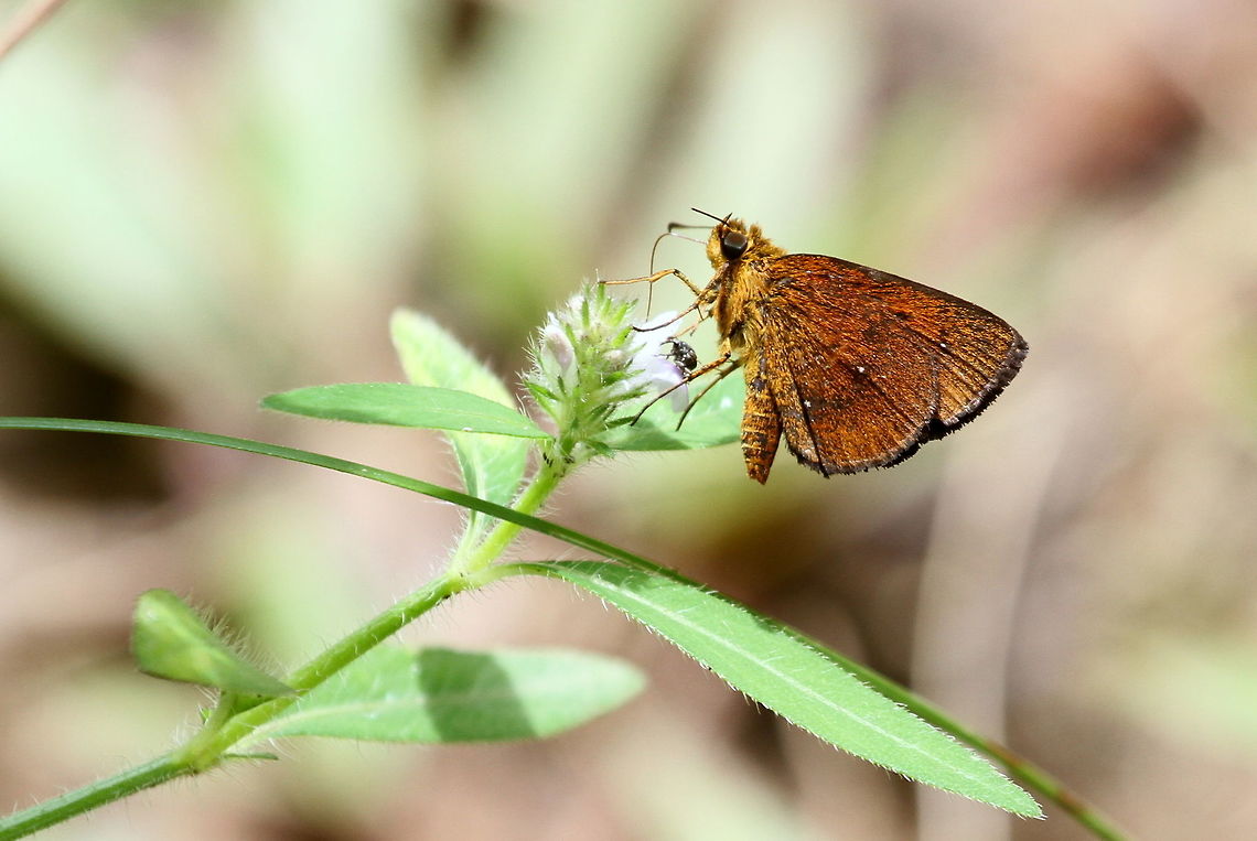Chestnut Bob, Sinharaja, Sri Lanka  Iambrix salsala,Sri Lanka,animal,animals,iambrix salsala,insect,insects,skipper,skippers