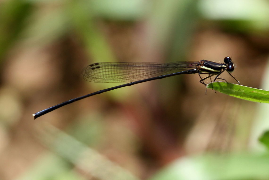 Dark-glittering Threadtail, Sinharaja, Sri Lanka  Dark-glittering threadtail,Elattoneura centralis,animal,animals,damselflies,damselfly,dragonfly,insect,insects,sri lanka