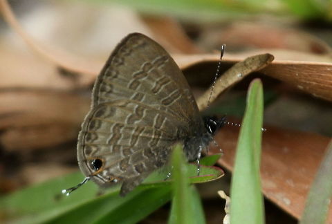 Common Lineblue, Sinharaja, Sri Lanka  Common lineblue,Prosotas nora,animal,animals,butterflies,butterfly,insect,insects,sri lanka