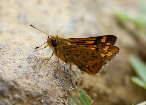 Common Dart, Sinharaja, Sri Lanka  Indian dart,Potanthus pseudomaesa,animal,animals,butterflies,insect,insects,skipper,skippers,sri lanka