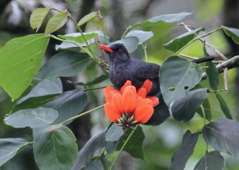Black Bulbul, Sinharaja, Sri Lanka  Black bulbul,Hypsipetes leucocephalus,animal,animals,bird,birds,sri lanka