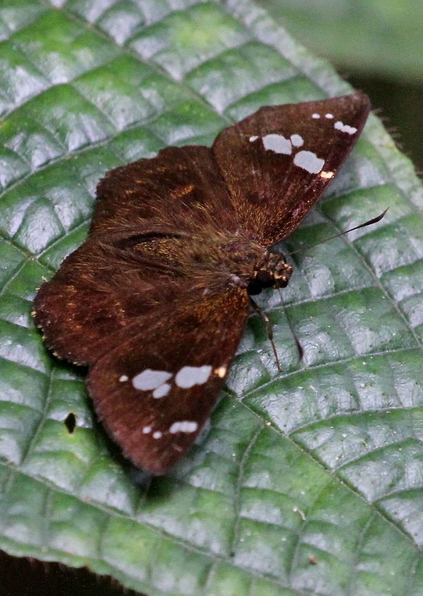 Black/Sri Lanka Flat, Sinharaja, Sri Lanka  Celaenorrhinus spilothyrus,animal,animals,butterfly,celaenorrhinus spilothyrus,skipper,skippers,sri lanka