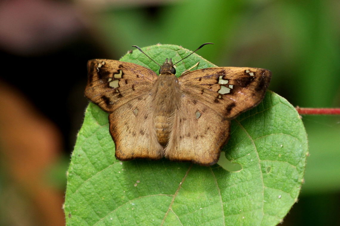 Black Angle, Sinharaja, Sri Lanka  Black angle,Sri Lanka,Tapena thwaitesi,animal,animals,butterfly,insect,insects,skipper,skippers