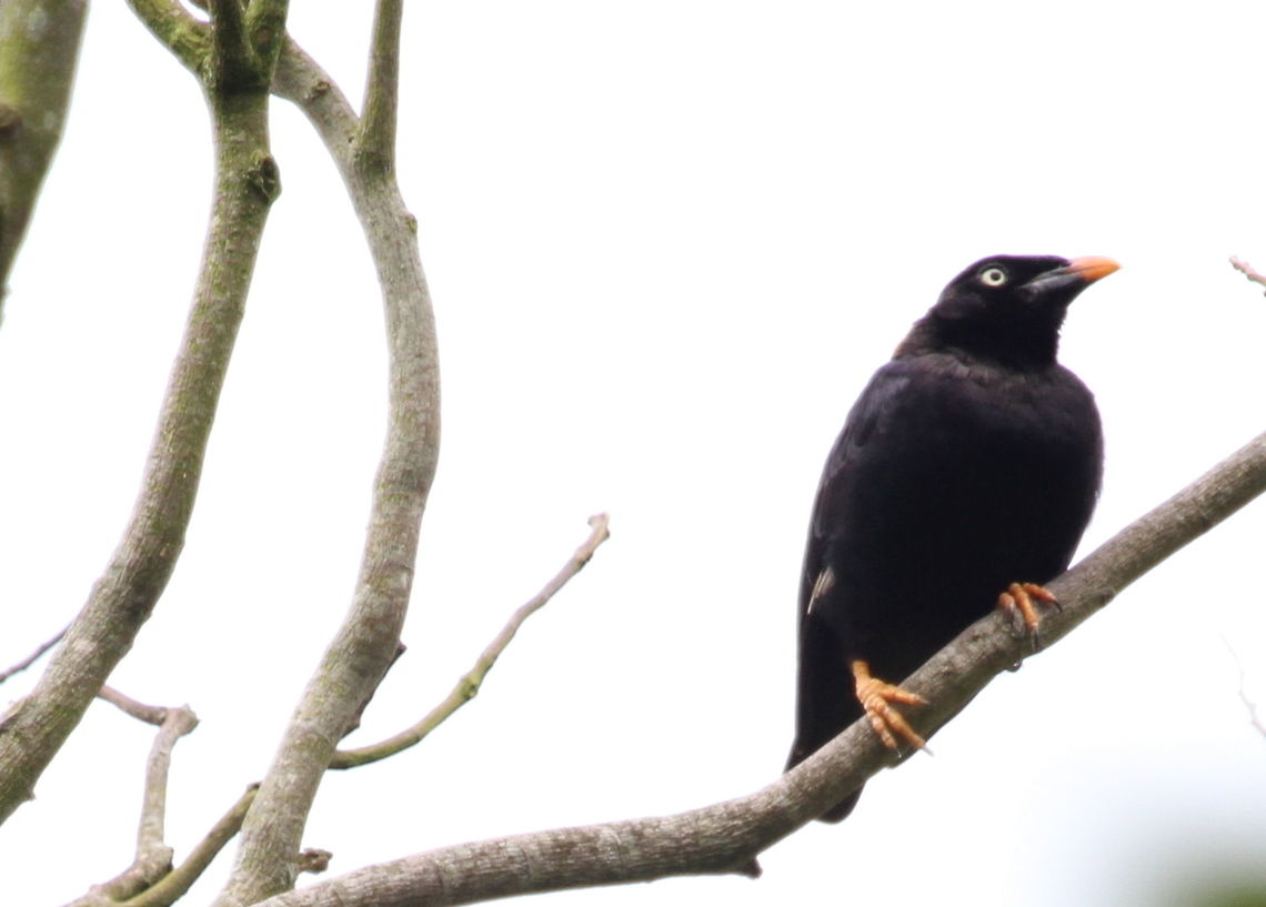 Salalihiniya (Sri Lanka Hill Myna), Sinharaja, Sri Lanka Apologies for the atrocious picture of this salalihiniya. I was not working in the most ideal of conditions with the best view of the bird being against the light and the other side of the pair being covered by branches. Nevertheless for records sake I decided to take some pictures.  Gracula ptilogenys,Sri Lanka,Sri Lanka hill myna,animal,animals,bird,birds