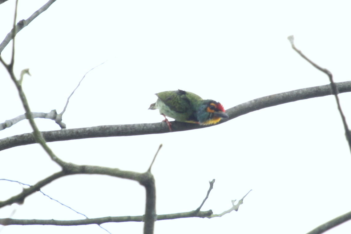 Crimson-fronted Barbet, Sinharaja, Sri Lanka Another unfortunately atrocious bird shot. This was on the same tree as the salalihiniya so the conditions were essentially the same. I did my best to get a as clear a shot as possible.  Psilopogon rubricapillus,animal,animals,bird,birds,crimson fronted barbet,sri lanka