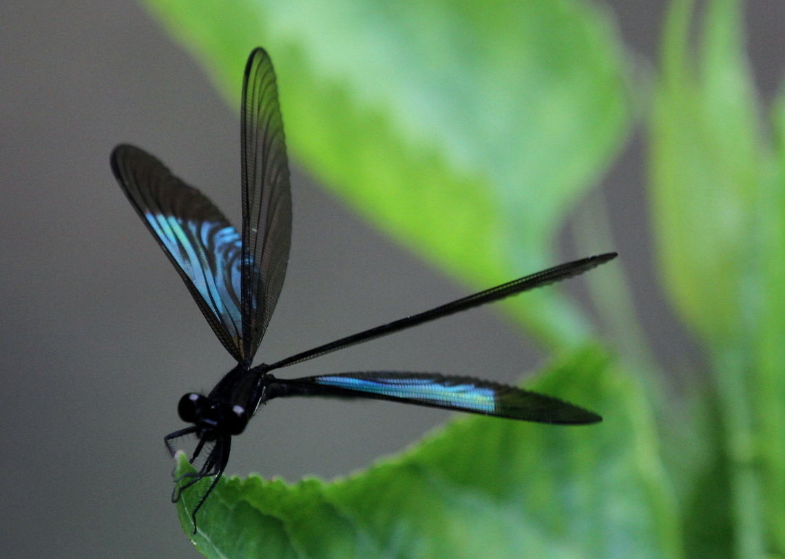 Shining Gossamerwing, Morningside, Sri Lanka This is the most decent picture of this dragonfly I could get with its wings open, revealing the emerald, and unfortunately the face is out of focus. However, I did promise a picture with it's wings open! Euphaea splendens,Shining gossamerwing