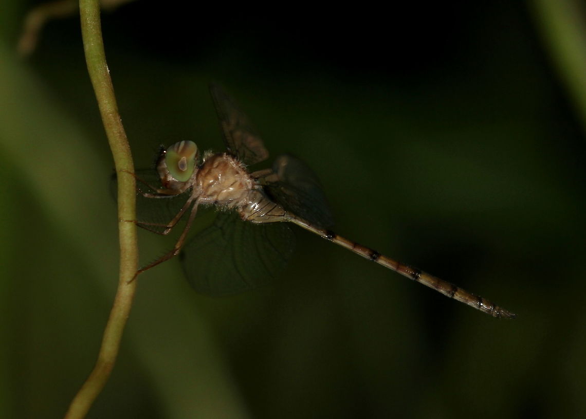 Zyxomma petiolatum, Ratmalana, Sri Lanka (Dingy Duskflyer) Fairly certain that this is Zyxomma petiolatum. I have used Bedjanic et als Dragonfly Fauna of Sri Lanka and another book by Gehan De Silva Wijeyaratne. <br />
Having trouble setting the species. Wikepedia link is here, <a href="https://en.wikipedia.org/wiki/Zyxomma_petiolatum" rel="nofollow">https://en.wikipedia.org/wiki/Zyxomma_petiolatum</a> Longtailed duskdarter,Sri Lanka,Zyxomma petiolatum,animal,animals,dragonflies,dragonfly,insect,insects