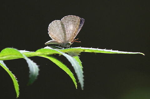 Ape Fly, Ratmalana, Sri Lanka Frequent visitor to my garden.  Apefly,Spalgis epeus,Sri Lanka,animal,animals,butterflies,butterfly,insect,insects