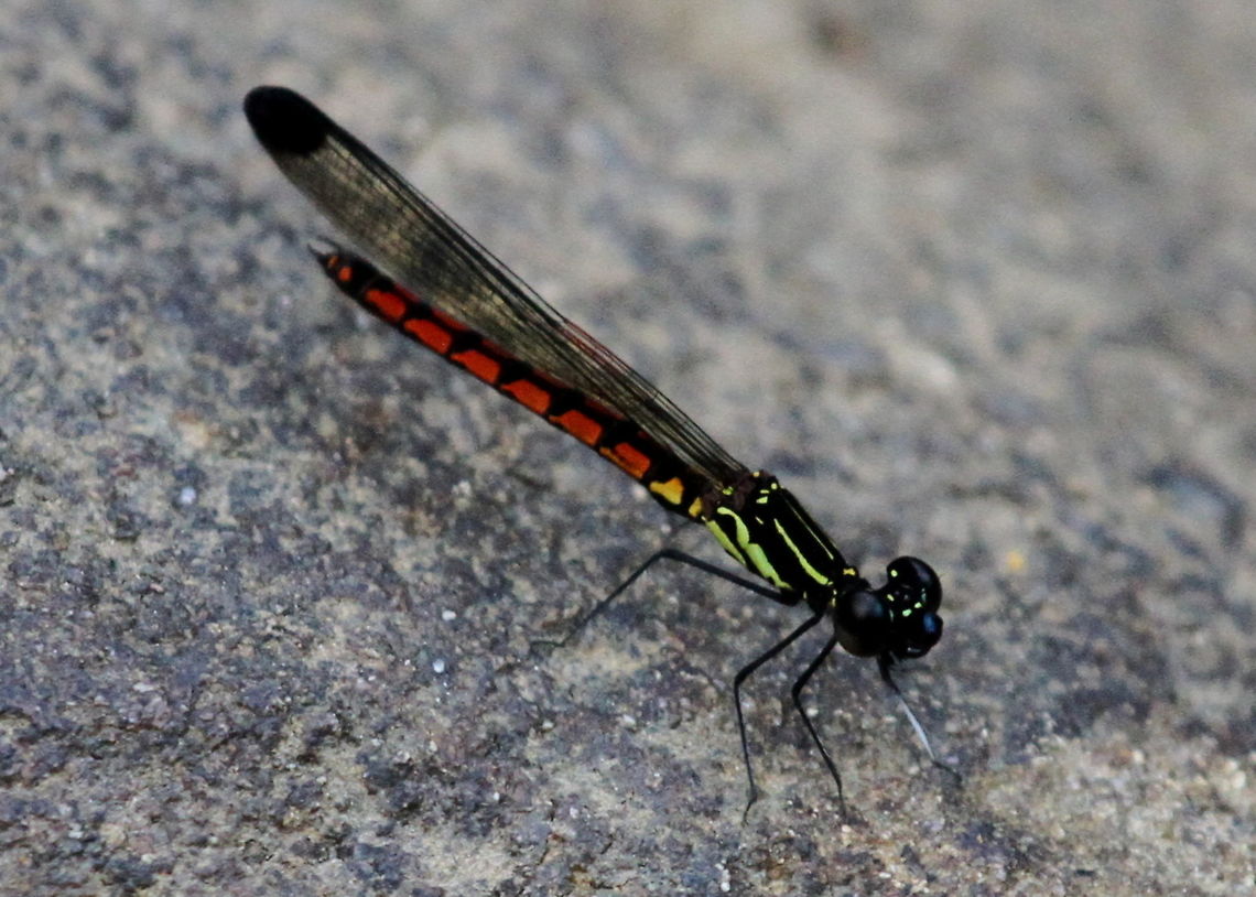 Green's Gem, Kanneliya, Sri Lanka This was photographed by a river just outside the Kanneliya forest reserve entrance. Greens gem,Libellago greeni,animal,animals,dragonflies,dragonfly,insect,insects,sri lanka