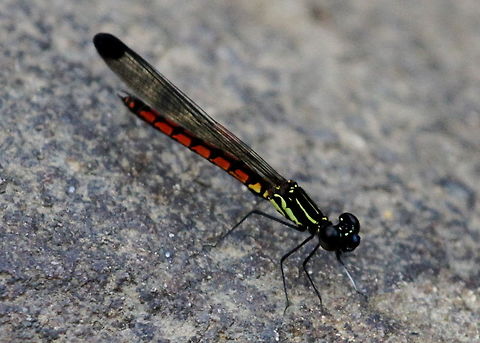 Green's Gem, Kanneliya, Sri Lanka This was photographed by a river just outside the Kanneliya forest reserve entrance. Greens gem,Libellago greeni,animal,animals,dragonflies,dragonfly,insect,insects,sri lanka