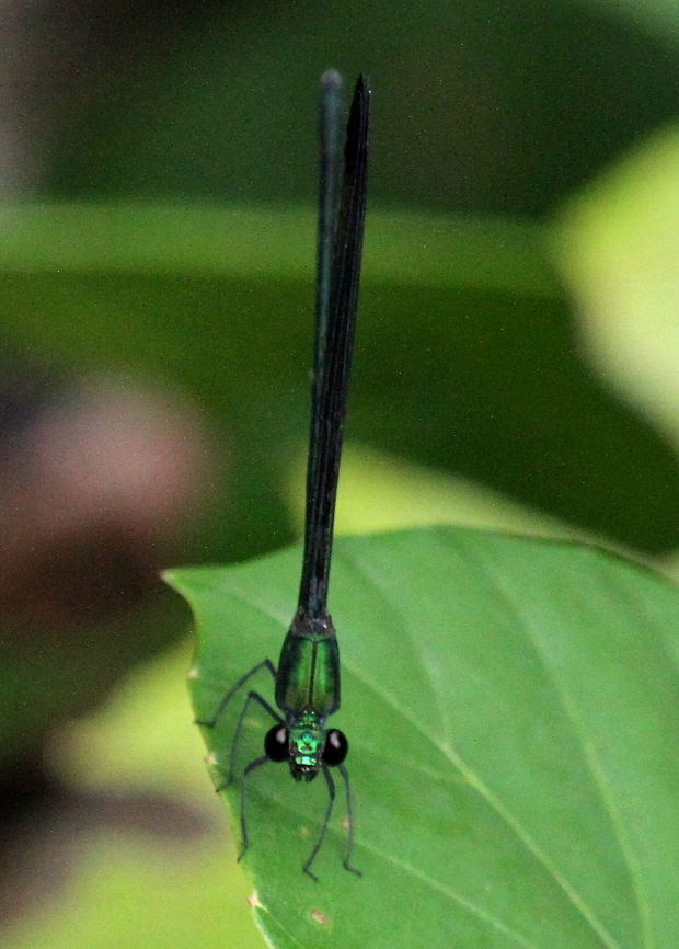 Black-tipped Demoiselle, Kanneliya, Sri Lanka Photographed by a river just outside the Kanneliya forest reserve. Black-tipped forest glory,Vestalis apicalis,animal,animals,damselflies,damselfly,dragonfly,insect,insects,sri lanka
