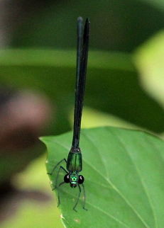 Black-tipped Demoiselle, Kanneliya, Sri Lanka Photographed by a river just outside the Kanneliya forest reserve. Black-tipped forest glory,Vestalis apicalis,animal,animals,damselflies,damselfly,dragonfly,insect,insects,sri lanka