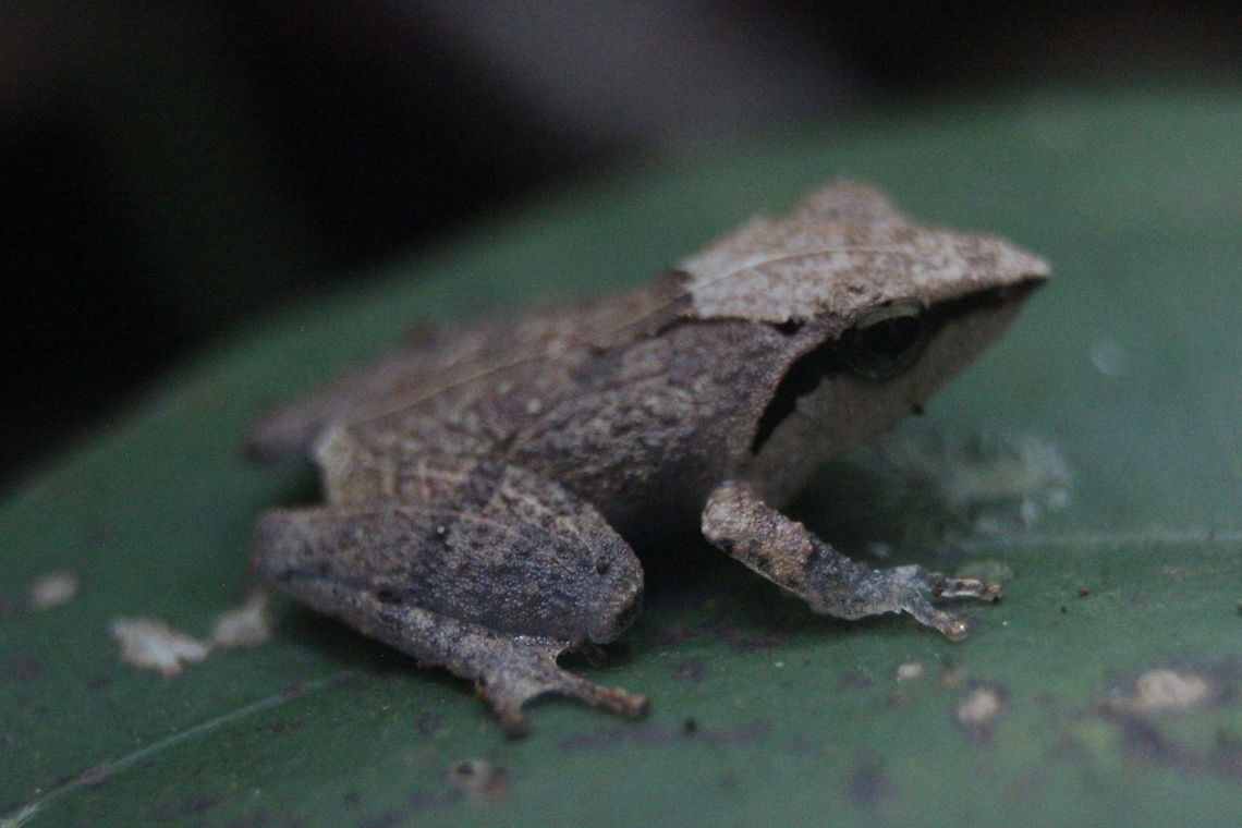 Pseudophilautus cuspis, Sinharaja (Kudawa), Sri Lanka Found in the primary forest in Sinaraja, where they are quite abundant.  Pseudophilautus cuspis,Sri Lanka,amphibian,amphibians,animal,animals,frog,frogs