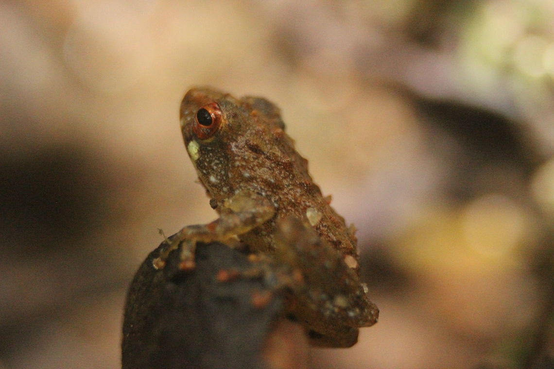 Pseudophilautus abundus, Sinharaja (Kudawa), Sri Lanka This is quite a small frog. I found it by a stream, where I managed to capture it using extension tubes. I obtained help in IDing it from a resident herpetologist.  Pseudophilautus abundus,Sri Lanka,amphibian,amphibians,animal,animals,frog,frogs