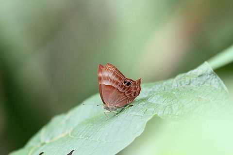 Plum Judy, Sinharaja (Kudawa), Sri Lanka  Abisara echerius,Plum Judy,Sri Lanka,animal,animals,butterflies,butterfly,insect,insects