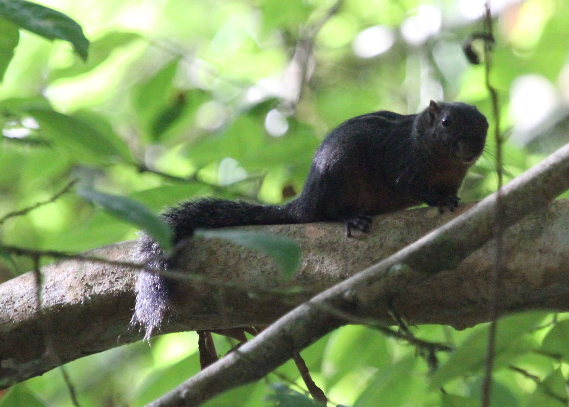 Dusky Palm Squirrel, Sinharaja (kudawa), Sri Lanka  Dusky Palm Squirrel,Funambulus obscurus,Sri Lanka,animal,animals,mammal,mammals,squirrel