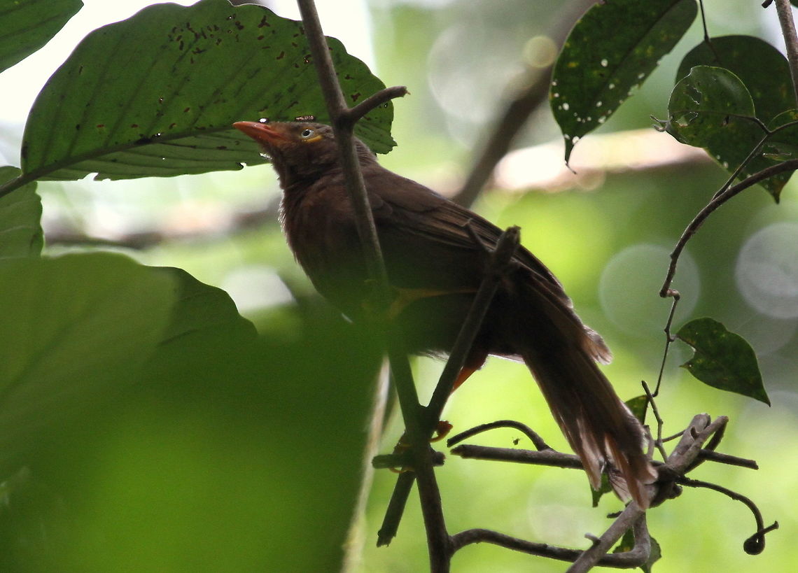 Orange-billed Babbler, Sinharaja, Kudawa, Sri Lanka Found amongst a feeding flock along with crested drongo, blue magpie and red faced malkoha. Orange-billed Babbler,Sri Lanka,Turdoides rufescens,animal,animals,aves,bird,birds