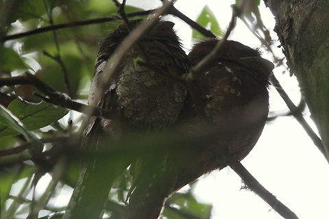 Sri Lanka Frogmouth, Sinharaja, Kudawa, Sri Lanka A pair of frogmouths snuggled up in a tree, quite camouflaged. Batrachostomus moniliger,Sri Lanka frogmouth,animal,animals,aves,bird,birds,sri lanka