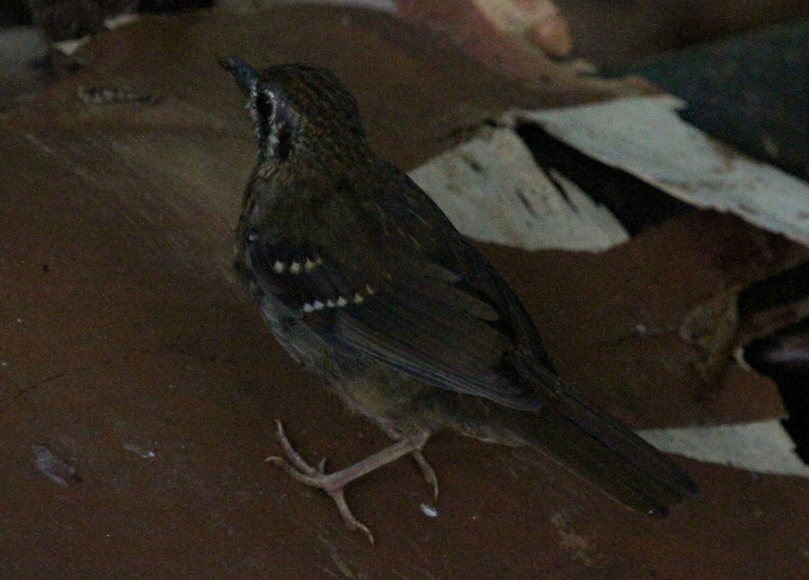 Spot-winged Thrush, Sinharaja, Kudawa, Sri Lanka  Geokichla spiloptera,Spot-winged thrush,Sri Lanka,animal,animals,aves,bird,birds