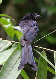 Sri Lanka Drongo, Sinharaja, Kudawa, Sri Lanka Found as a part of a feeding flock amongst many other endemic Sri Lankan birds.  Dicrurus lophorinus,Sri Lanka drongo,animal,animals,aves,bird,birds,sri lanka
