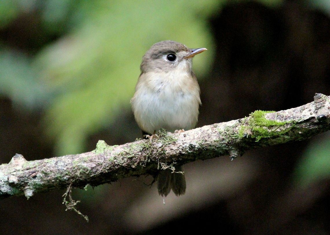 Brown Breasted Flycatcher, Kudawa, Sinharaja, Sri Lanka This was taken at Kudawa in the Sinharaja forest reserve complex. There were quite a few Asian brown flycatchers this time, however, when I went over the summer I don't recall seeing any, and if I did I would have photographed them! Asian Brown Flycatcher,Birds,Brown-breasted flycatcher,Muscicapa latirostris,Muscicapa muttui,animal,animals,bird