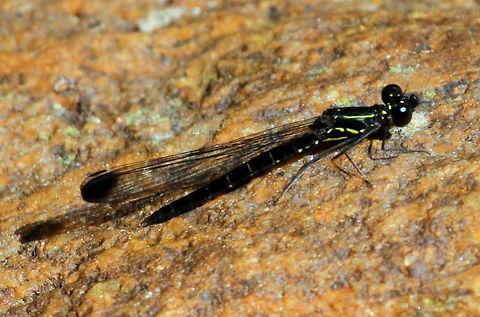 Libellago corbeti, Kudawa, Sinharaja, Sri Lanka From the Libellago family, and all Libellago species found in Sri Lanka are endemic. This was found in a stream along with three other damselfly species, two of which were also endemic (Elattoneura tenax and centralis).  Libellago corbeti,animal,animals,dragonflies,dragonfly,insect,insects,libellago