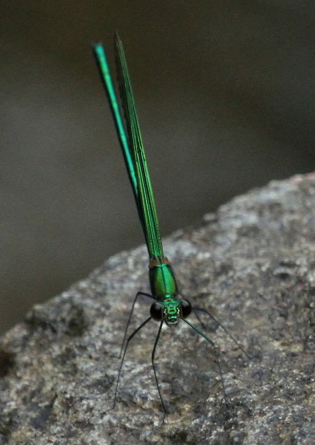 Oriental Green-wing, Kanneliya, Sri Lanka Found by a large, fast flowing river alongside a Shinning gossamer-wing. It&#039;s wings are also a bright metallic green. Neurobasis chinensis,animal,animals,damselflies,damselfly,dragonflies,dragonfly,insect