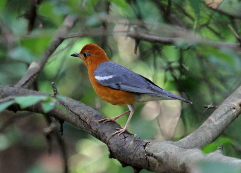Orange-headed Ground Thrush, Polonnaruwa, Sri Lanka This was photographed at the Primate Research Center in Sri Lanka. I was told this bird along with the Shama were frequent visitors to the area.  Geokichla citrina,Orange-headed thrush,animal,animals,bird,birds