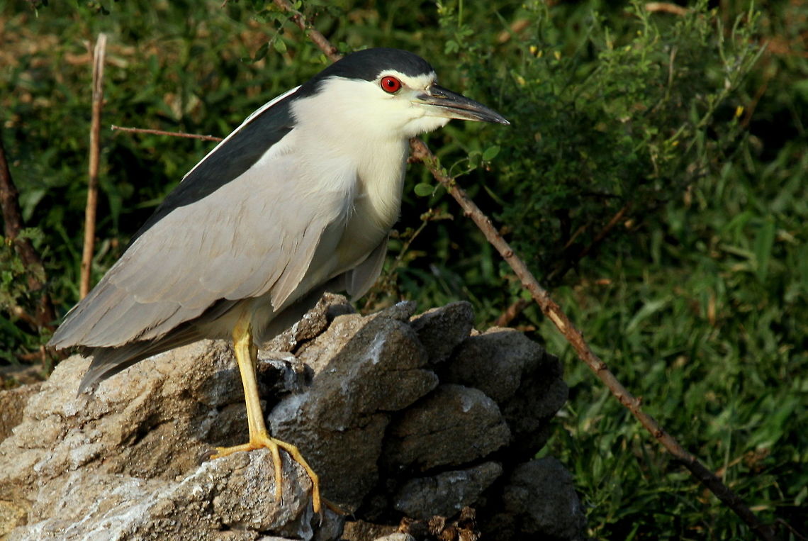 Black-crowned Night Heron, Polonnaruwa Sri Lanka This was photographed on a small rock island in the middle of a reservoir, dubbed &#039;bird island&#039; due to the many birds that inhabit it. Some of these include ibis, egret, lapwing, and herons. Many of the ibis were breeding and there were many broods.  Black-crowned night heron,Nycticorax nycticorax,animal,animals,bird,birds