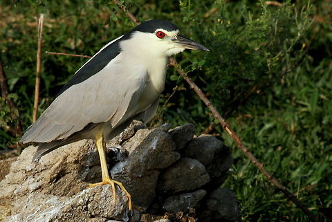Black-crowned Night Heron, Polonnaruwa Sri Lanka This was photographed on a small rock island in the middle of a reservoir, dubbed 'bird island' due to the many birds that inhabit it. Some of these include ibis, egret, lapwing, and herons. Many of the ibis were breeding and there were many broods.  Black-crowned night heron,Nycticorax nycticorax,animal,animals,bird,birds