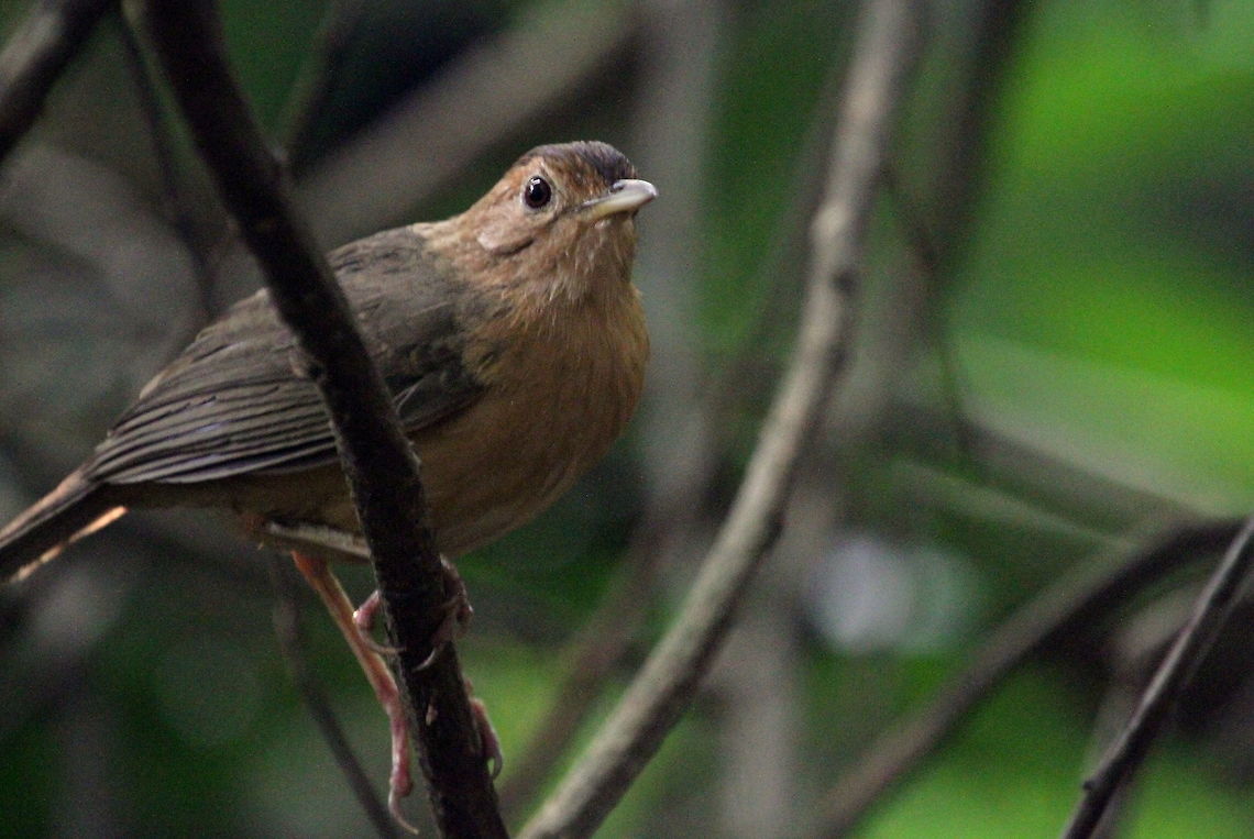 Brown-capped Babbler, Polonnaruwa, Sri Lanka This was photographed at the Smithsonian Primate Research Center in Sri Lanka. This bird is endemic to Sri Lanka. The Black-capped babbler, another endemic bird was also found in very close proximity to this individual.  Birds,Pellorneum fuscocapillus,animal,animals,bird,brown capped babbler