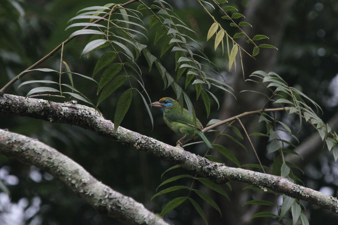 Yellow fronted barbet (Psilopogon flavifrons), Thotalagala, Sri Lanka Found in a pair, with a nest hole.  Psilopogon flavifrons,Sri Lanka,Yellow-fronted barbet,animal,animals,aves,barbet,bird,birds,flavifrons,yellow fronted barbet