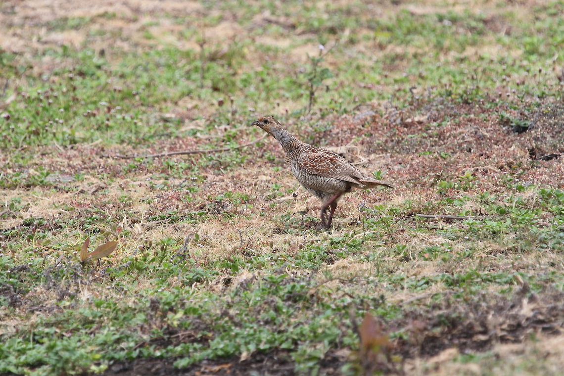 Grey Francolin, Navadankulam, Sri Lanka  Francolinus pondicerianus,Grey francolin,Sri Lanka,animal,animals,aves,bird,birds